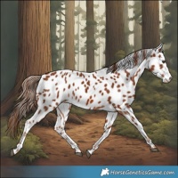 Horse Color:Chestnut Appaloosa