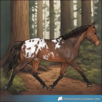 Horse Color:Bay Appaloosa 
