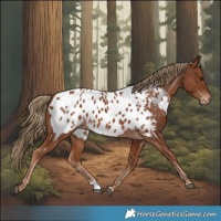 Horse Color:Chestnut Appaloosa 