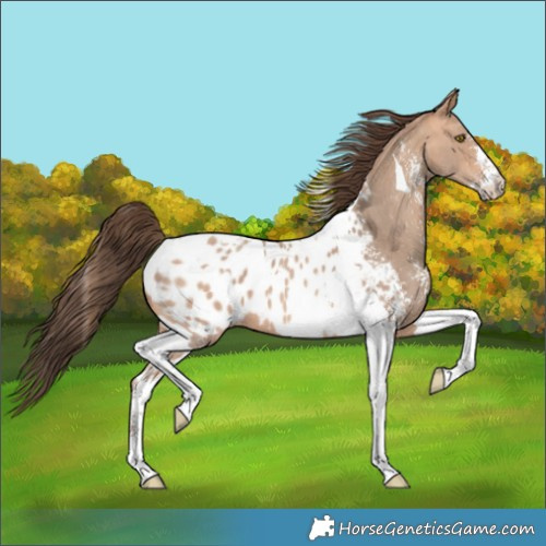Horse Color:Amber Champagne Sabino Tobiano Appaloosa  and Amber Champagne Sabino Tobiano Appaloosa 