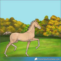 Horse Color:Gold Champagne 