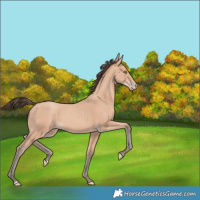 Horse Color:Amber Champagne