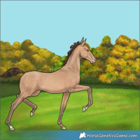 Horse Color:Amber Champagne