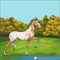 Horse Color:Chestnut Splash Blanket 
