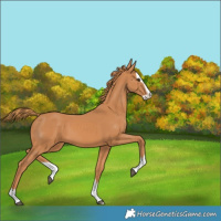 Horse Color:Chestnut Splash