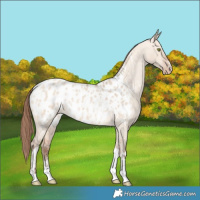 Horse Color:Amber Champagne Dun Sabino Tobiano Blanket  and Amber Champagne Dun Sabino Tobiano Blanket 