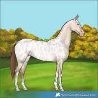 Horse Color:Amber Champagne Dun Sabino Tobiano Appaloosa  and Amber Champagne Dun Sabino Tobiano Appaloosa 