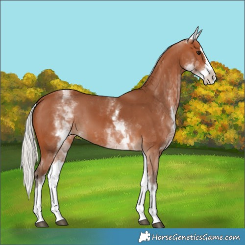 Horse Color:White Spotted Silver Bay Splash