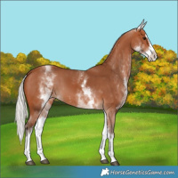 Horse Color:White Spotted Silver Bay Splash 