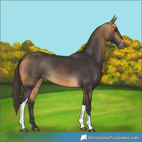 Horse Color:Buckskin Tobiano 