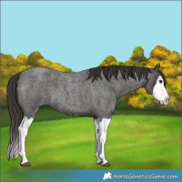 Horse Color:Smoky Blue Roan Splash 