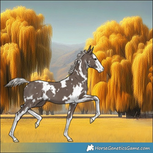 Horse Color:White Spotted Silver Black