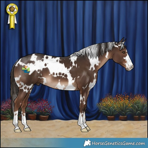 Horse Color:White Spotted Liver Chestnut