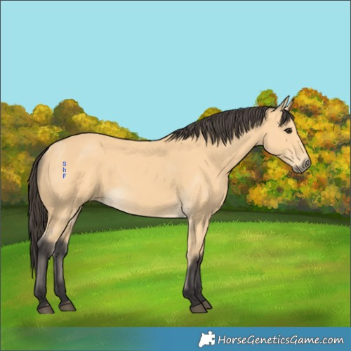 Horse Color:Buckskin 