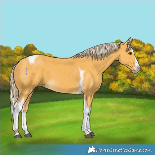 Horse Color:Palomino Splash Tobiano