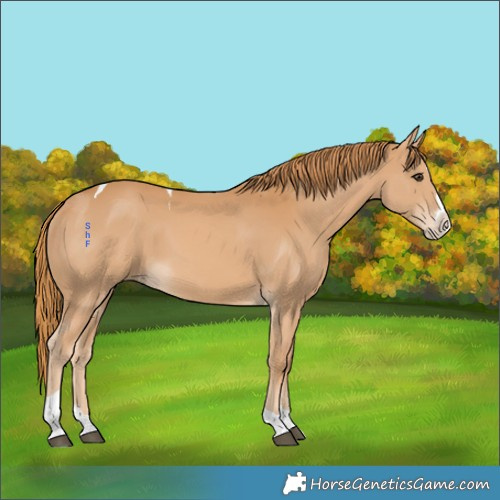 Horse Color:Chestnut Splash Tobiano 