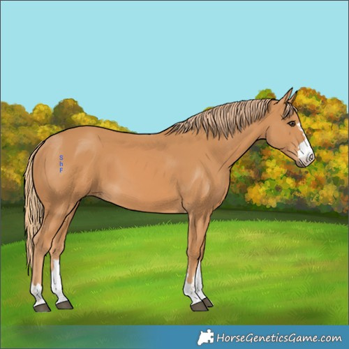 Horse Color:Unknown 