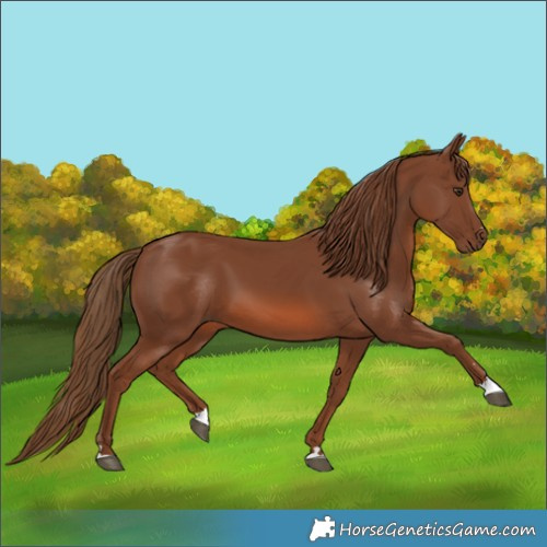 Horse Color:Chestnut 