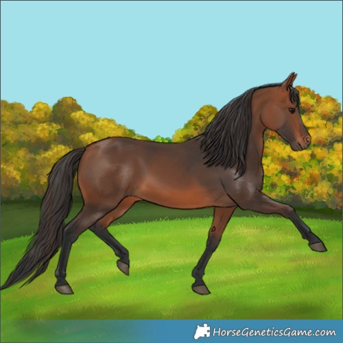 Horse Color:Bay 