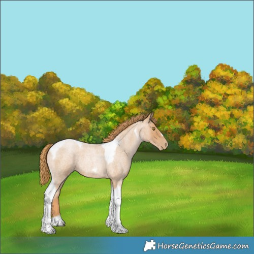 Horse Color:Red Roan Pearl Tobiano Frame