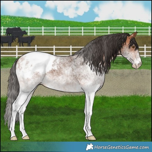 Horse Color:White Spotted Bay Appaloosa 
