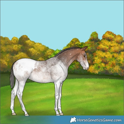 Horse Color:White Spotted Bay Appaloosa
