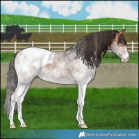 Horse Color:White Spotted Bay Appaloosa 