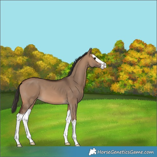 Horse Color:Bay Dun Splash