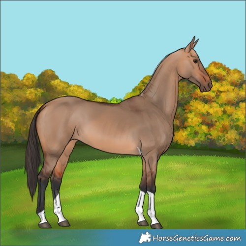 Horse Color:Bay Dun Tobiano