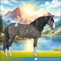 Horse Color:Grullo Appaloosa