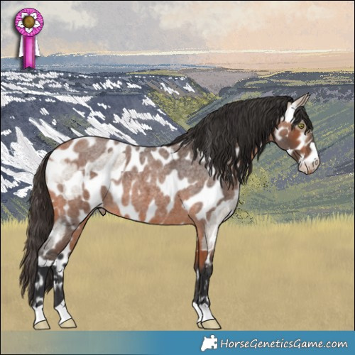 Horse Color:Brown Roan Dun Appaloosa  and Bay Roan Appaloosa 