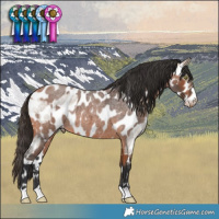 Horse Color:Brown Roan Dun Leopard and Bay Roan Leopard