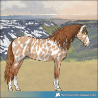 Horse Color:Red Dun Near Leopard 