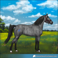 Horse Color:Gray Blue Roan 