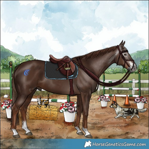 Horse Color:Gray Chestnut Sabino 