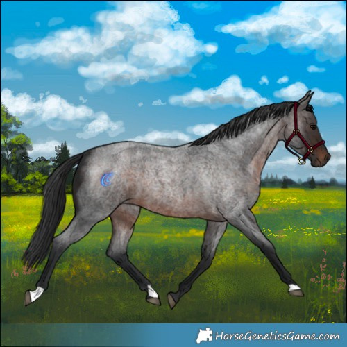 Horse Color:Brown Roan 