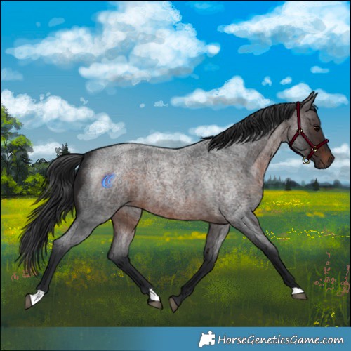 Horse Color:Brown Roan