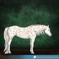 Horse Color:Palomino Leopard  and Palomino Splash Leopard 