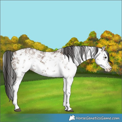 Horse Color:White Spotted Liver Red Dun Sabino Rabicano
