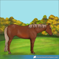 Horse Color:Chestnut 