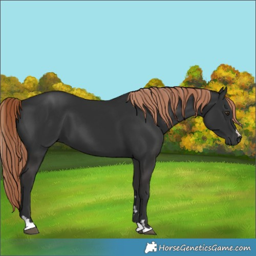Horse Color:Liver Chestnut 