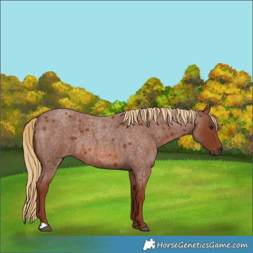 Horse Color:Red Roan