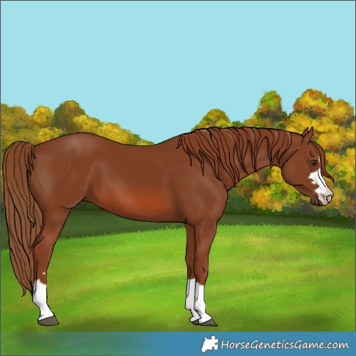 Horse Color:Chestnut 