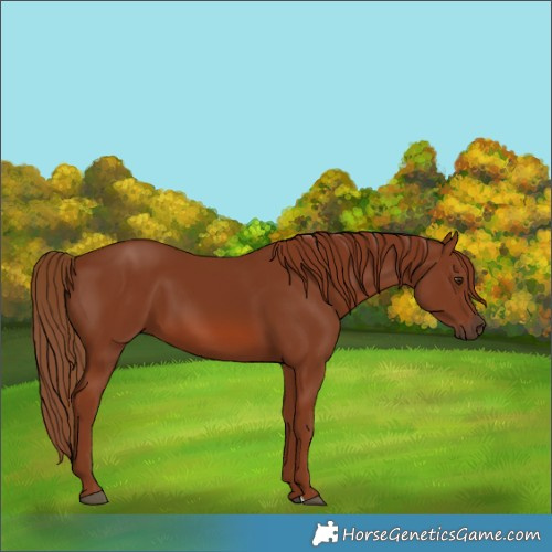 Horse Color:Chestnut 