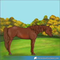 Horse Color:Chestnut 