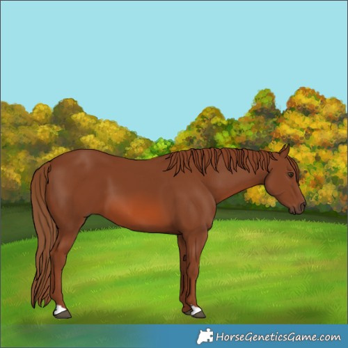 Horse Color:Chestnut 