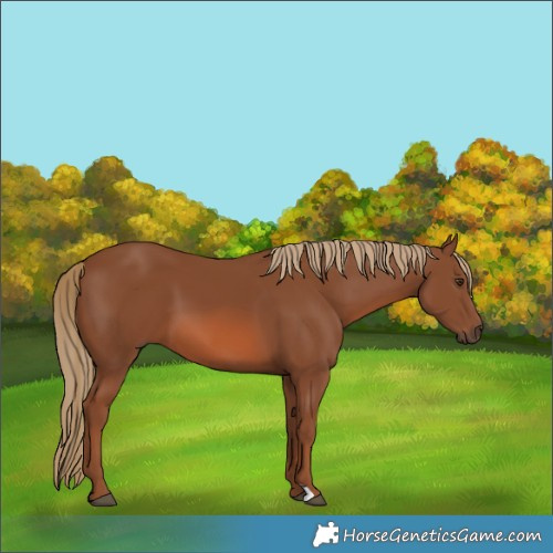 Horse Color:Chestnut 
