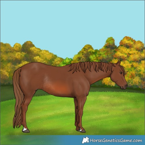 Horse Color:Chestnut Rabicano