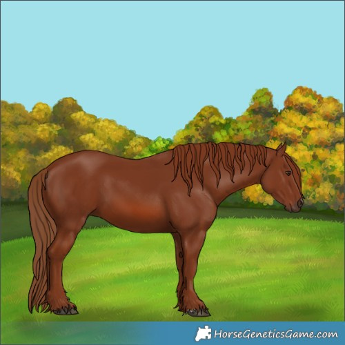 Horse Color:Chestnut 