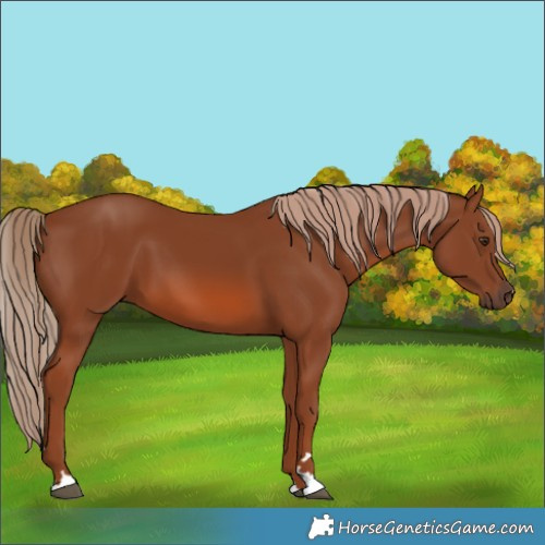 Horse Color:Chestnut 